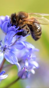 Preview wallpaper bee, scilla, flowers, macro