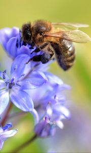 Preview wallpaper bee, scilla, flowers, macro