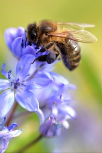 Preview wallpaper bee, scilla, flowers, macro