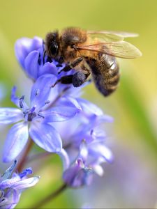 Preview wallpaper bee, scilla, flowers, macro