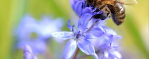 Preview wallpaper bee, scilla, flowers, macro