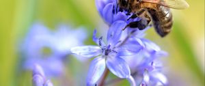 Preview wallpaper bee, scilla, flowers, macro