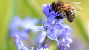 Preview wallpaper bee, scilla, flowers, macro