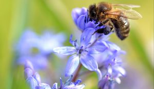 Preview wallpaper bee, scilla, flowers, macro