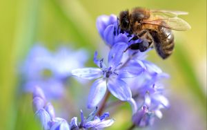 Preview wallpaper bee, scilla, flowers, macro