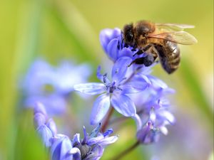 Preview wallpaper bee, scilla, flowers, macro