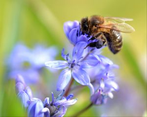 Preview wallpaper bee, scilla, flowers, macro