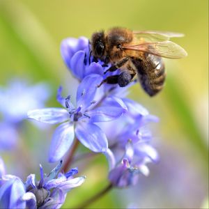 Preview wallpaper bee, scilla, flowers, macro