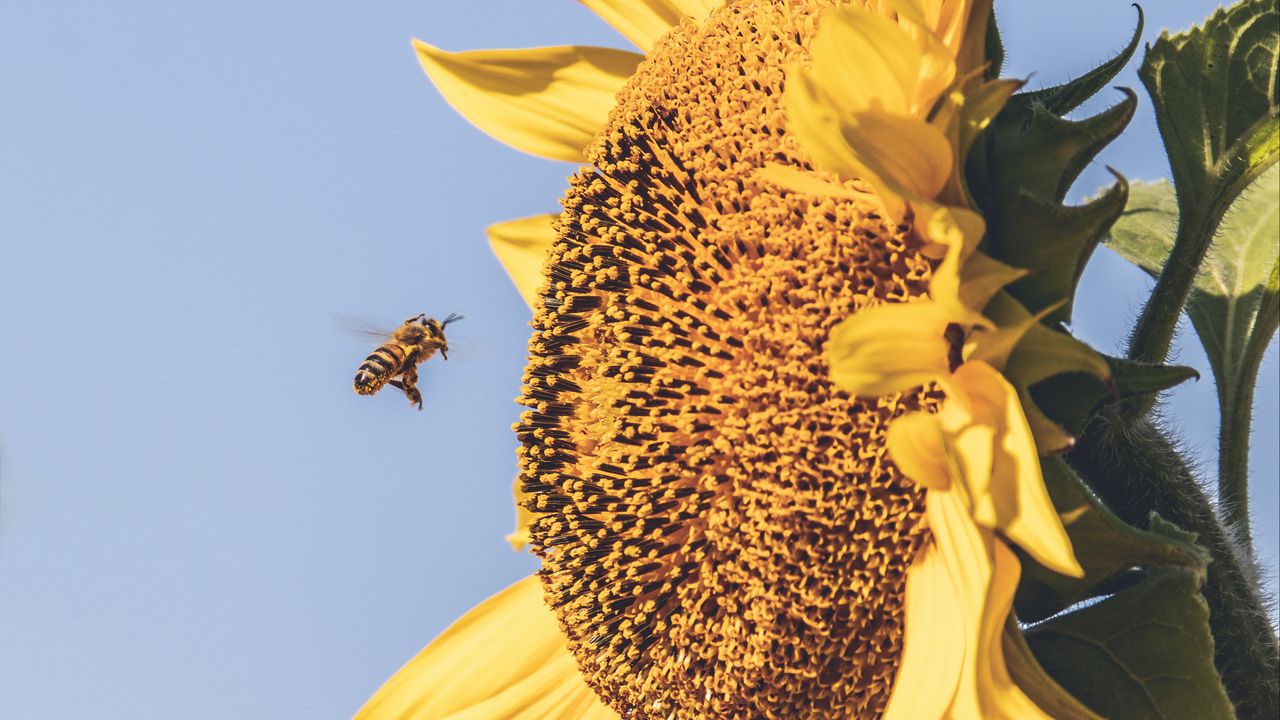 Wallpaper bee, sunflower, flower, petals, sky, blur