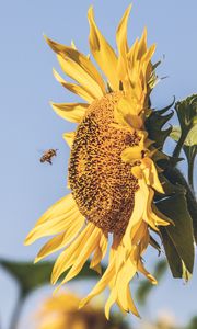 Preview wallpaper bee, sunflower, flower, petals, sky, blur