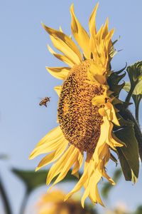 Preview wallpaper bee, sunflower, flower, petals, sky, blur