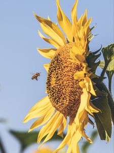 Preview wallpaper bee, sunflower, flower, petals, sky, blur