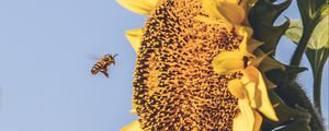 Preview wallpaper bee, sunflower, flower, petals, sky, blur