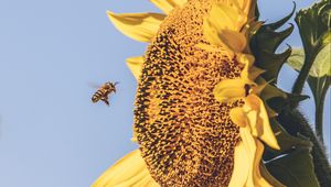 Preview wallpaper bee, sunflower, flower, petals, sky, blur