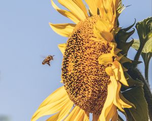 Preview wallpaper bee, sunflower, flower, petals, sky, blur