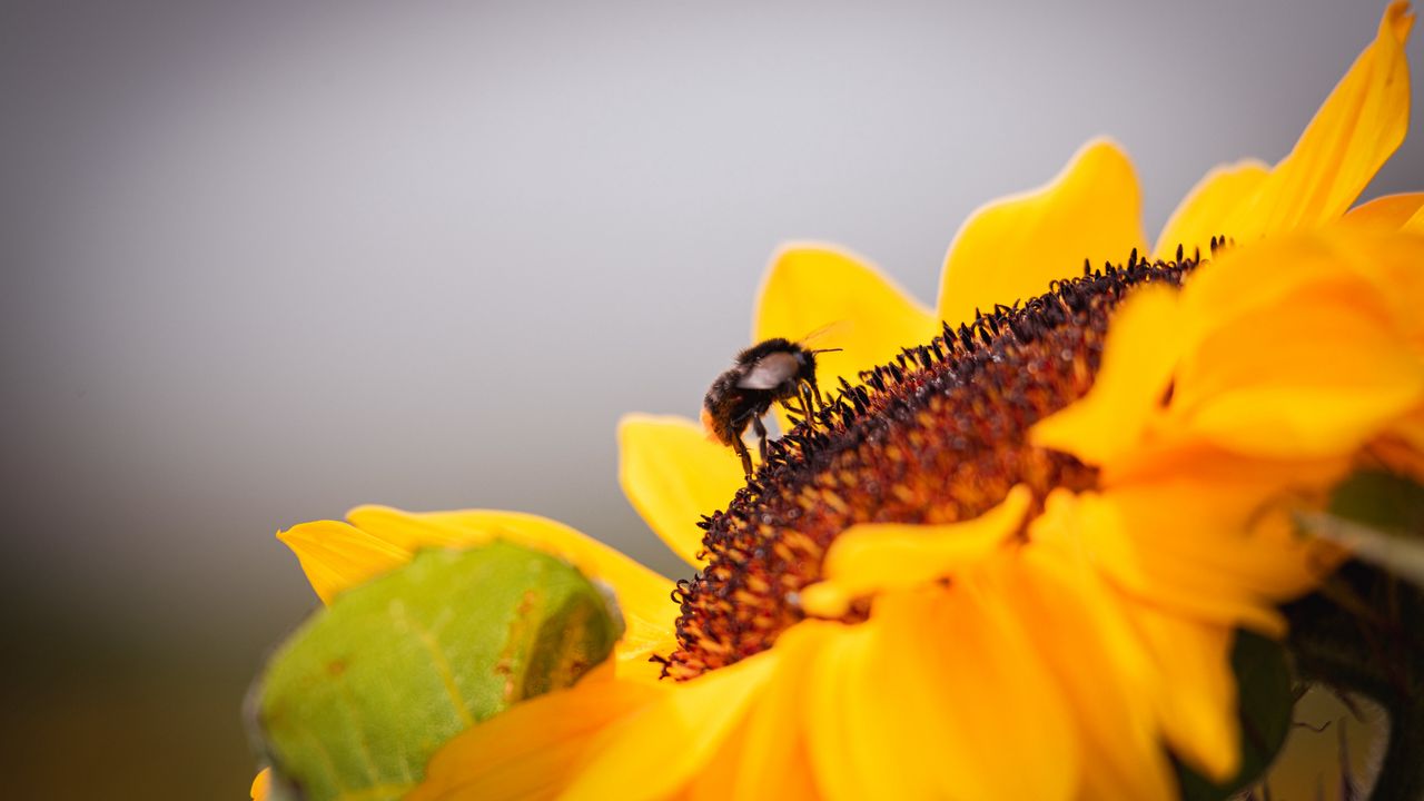 Wallpaper bee, sunflower, flower, pollen, macro
