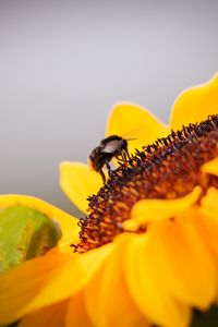 Preview wallpaper bee, sunflower, flower, pollen, macro