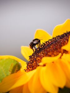 Preview wallpaper bee, sunflower, flower, pollen, macro