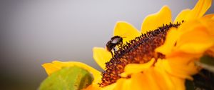 Preview wallpaper bee, sunflower, flower, pollen, macro