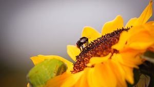 Preview wallpaper bee, sunflower, flower, pollen, macro