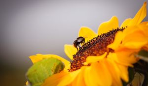 Preview wallpaper bee, sunflower, flower, pollen, macro