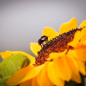 Preview wallpaper bee, sunflower, flower, pollen, macro