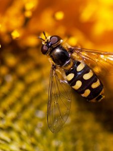 Preview wallpaper bee, sunflower, flower, background