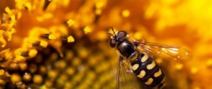 Preview wallpaper bee, sunflower, flower, background