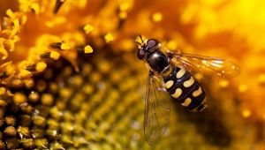 Preview wallpaper bee, sunflower, flower, background
