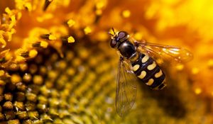 Preview wallpaper bee, sunflower, flower, background