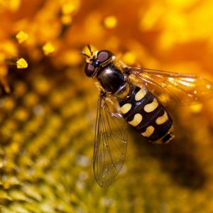 Preview wallpaper bee, sunflower, flower, background