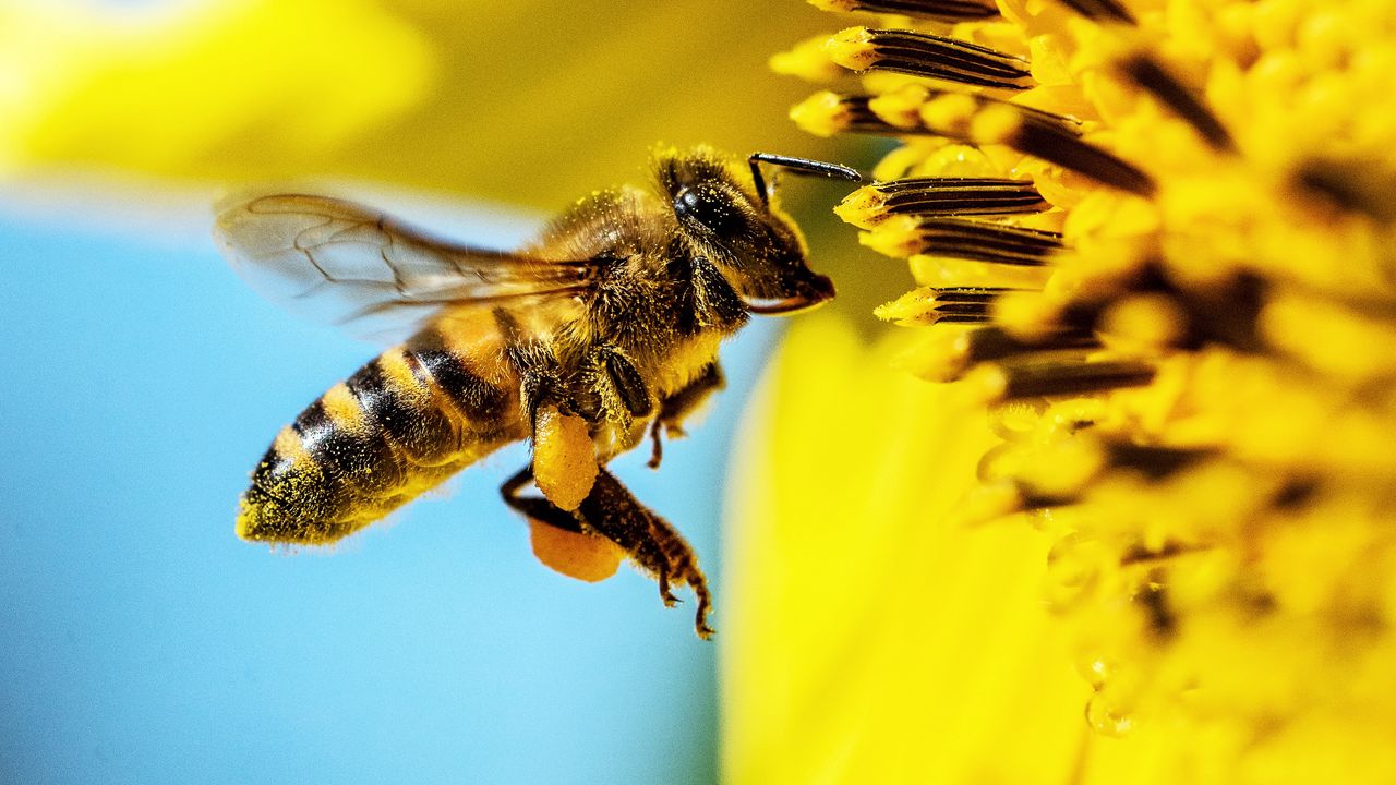 Wallpaper bee, sunflower, macro, flower, pollen