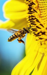 Preview wallpaper bee, sunflower, macro, flower, pollen