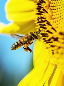 Preview wallpaper bee, sunflower, macro, flower, pollen