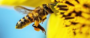 Preview wallpaper bee, sunflower, macro, flower, pollen