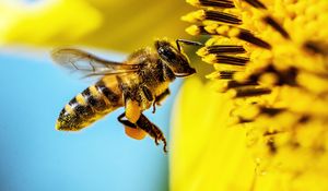 Preview wallpaper bee, sunflower, macro, flower, pollen