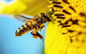 Preview wallpaper bee, sunflower, macro, flower, pollen