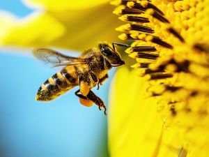 Preview wallpaper bee, sunflower, macro, flower, pollen