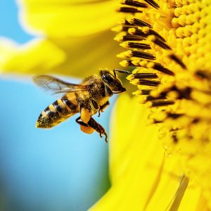 Preview wallpaper bee, sunflower, macro, flower, pollen