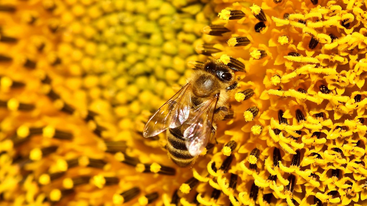 Wallpaper bee, sunflower, pollen, flower, macro
