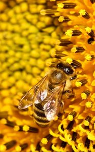 Preview wallpaper bee, sunflower, pollen, flower, macro