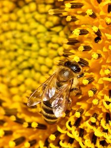 Preview wallpaper bee, sunflower, pollen, flower, macro