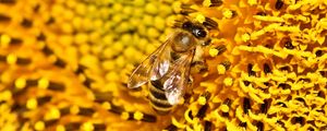 Preview wallpaper bee, sunflower, pollen, flower, macro