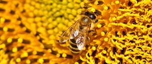 Preview wallpaper bee, sunflower, pollen, flower, macro