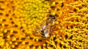 Preview wallpaper bee, sunflower, pollen, flower, macro