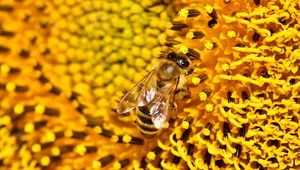 Preview wallpaper bee, sunflower, pollen, flower, macro