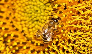 Preview wallpaper bee, sunflower, pollen, flower, macro