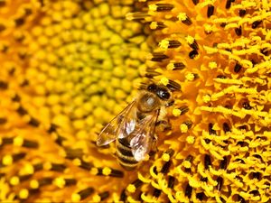 Preview wallpaper bee, sunflower, pollen, flower, macro