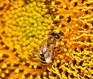 Preview wallpaper bee, sunflower, pollen, flower, macro