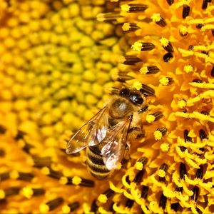 Preview wallpaper bee, sunflower, pollen, flower, macro